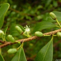 Erythroxylum monogynum Roxb.